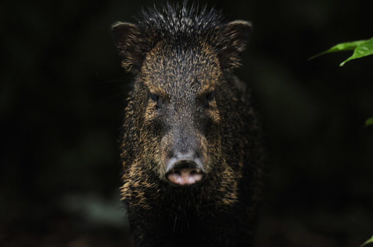 Collared-Peccary2-2011-09-26-at-06-21-31