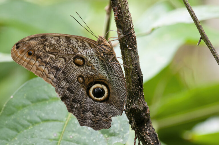Pacific-Owl-Butterfly-1024