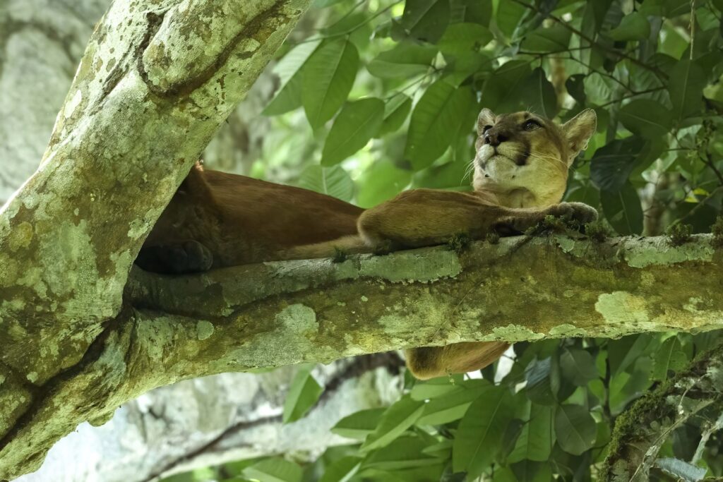Wild cats in Costa Rica