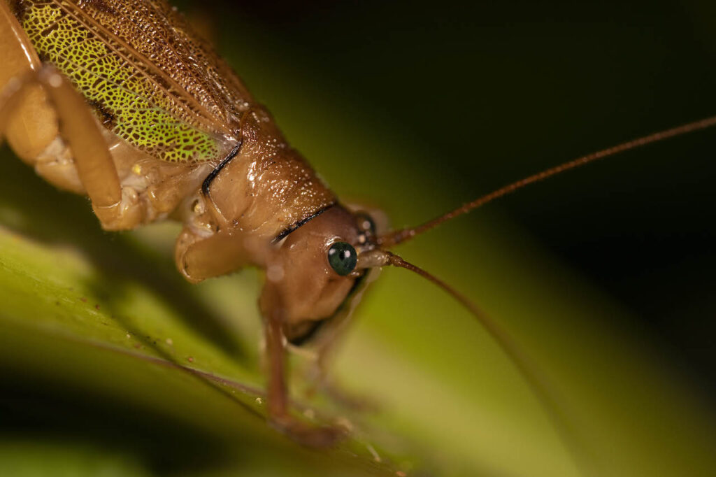 Rainforest Grasshopper