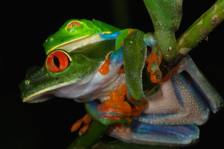 Red eyed Leaf Frog