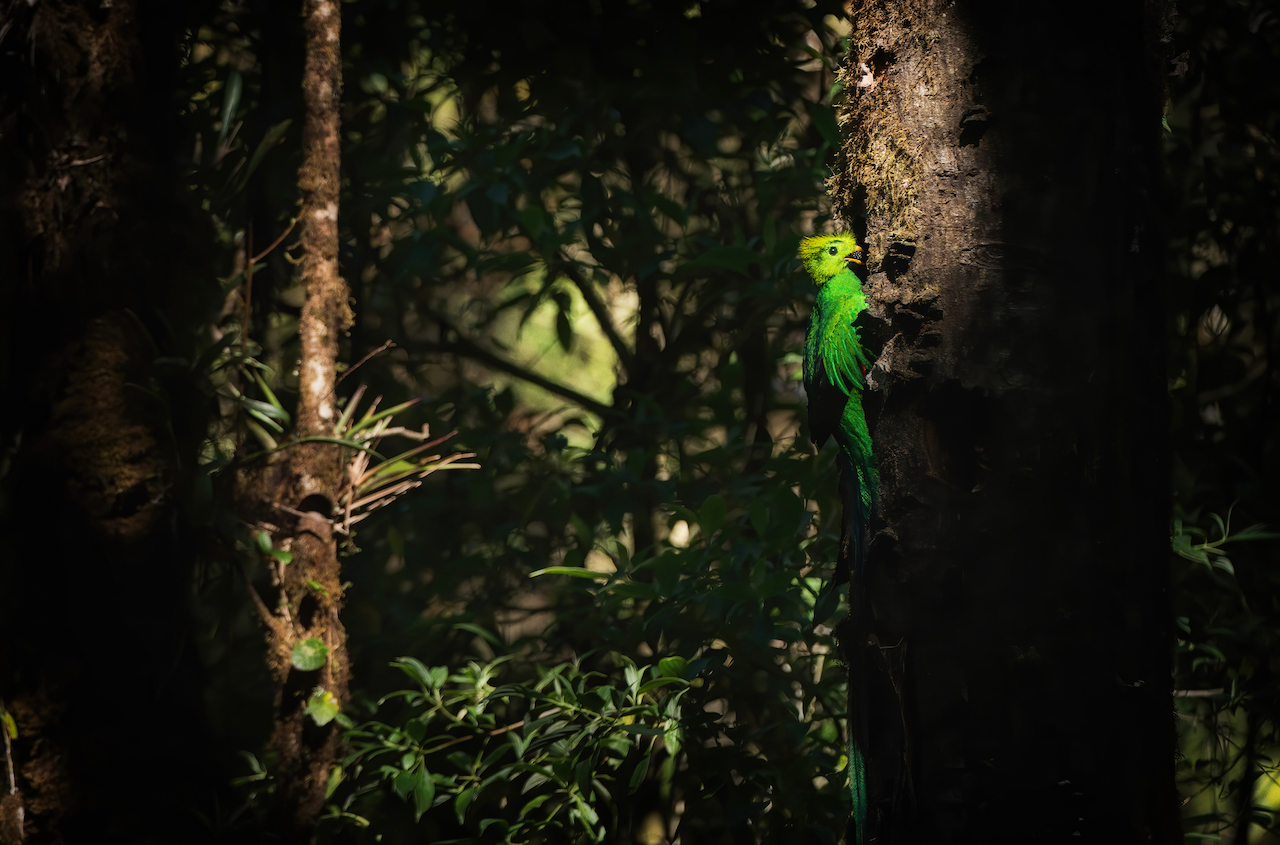 Resplendent quetzals