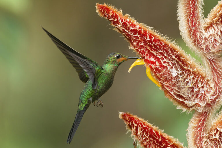 hummingbirdonflight