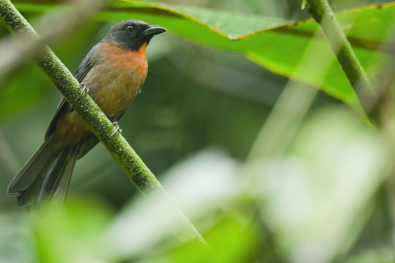 Black-cheeck-Ant-Tanager