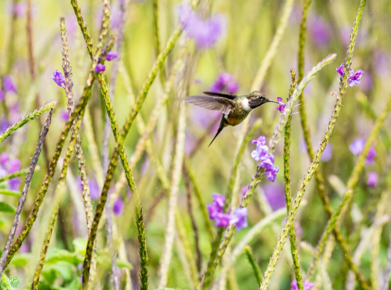 The Wonderful World of Hummingbirds.