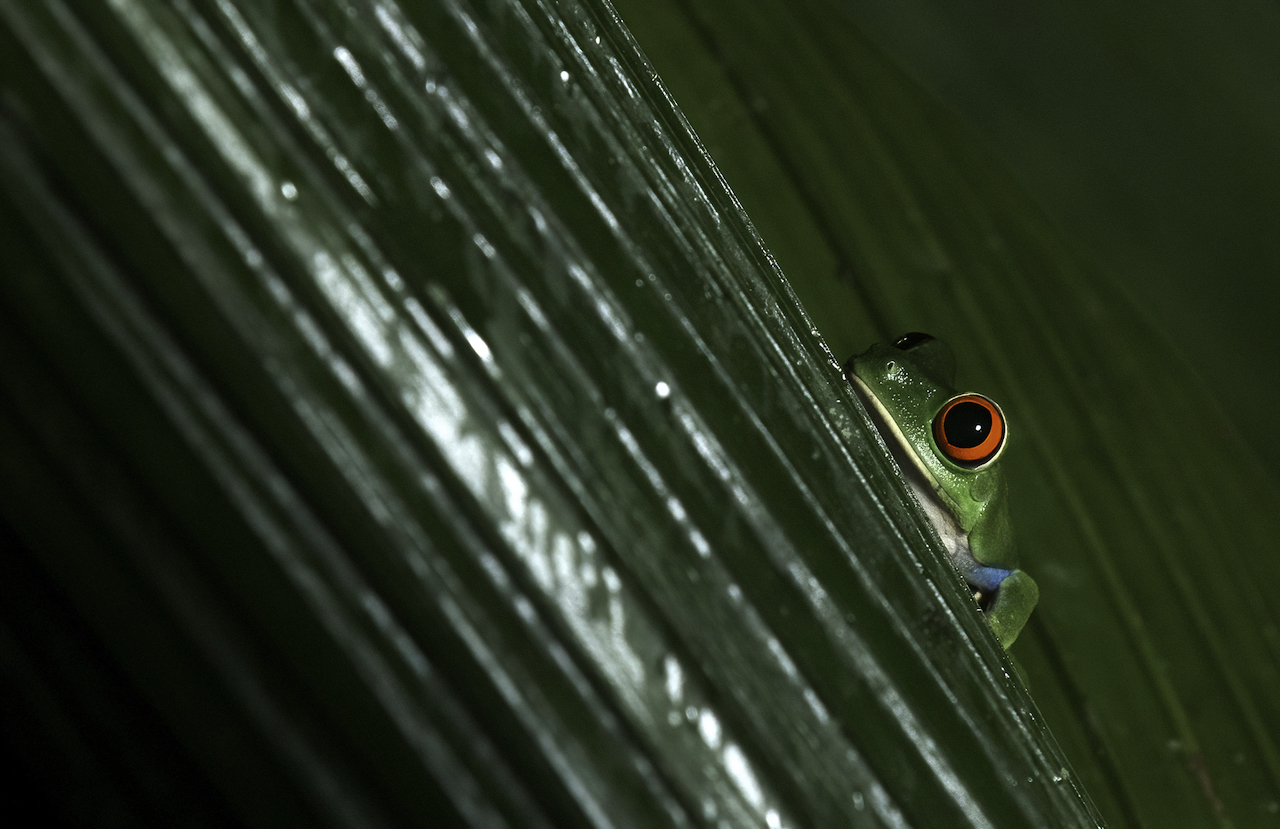 Red eyed leafrog
