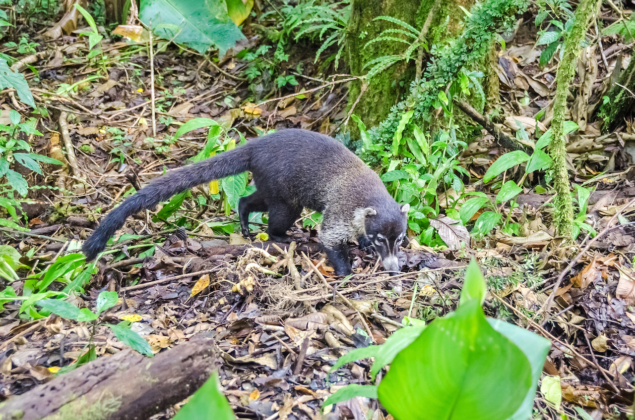 White-Nosed Coati in Costa Rica