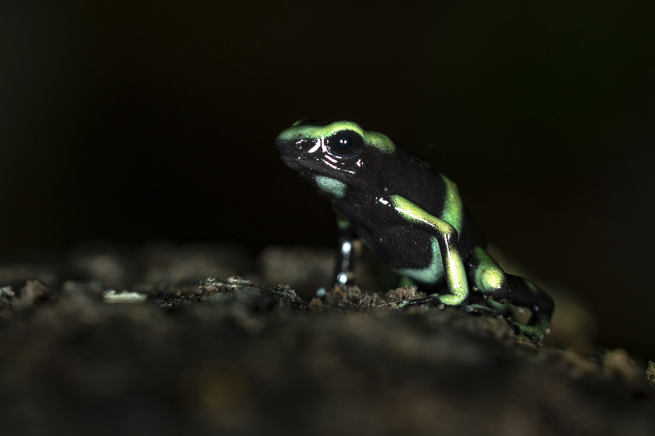poison-dart frog