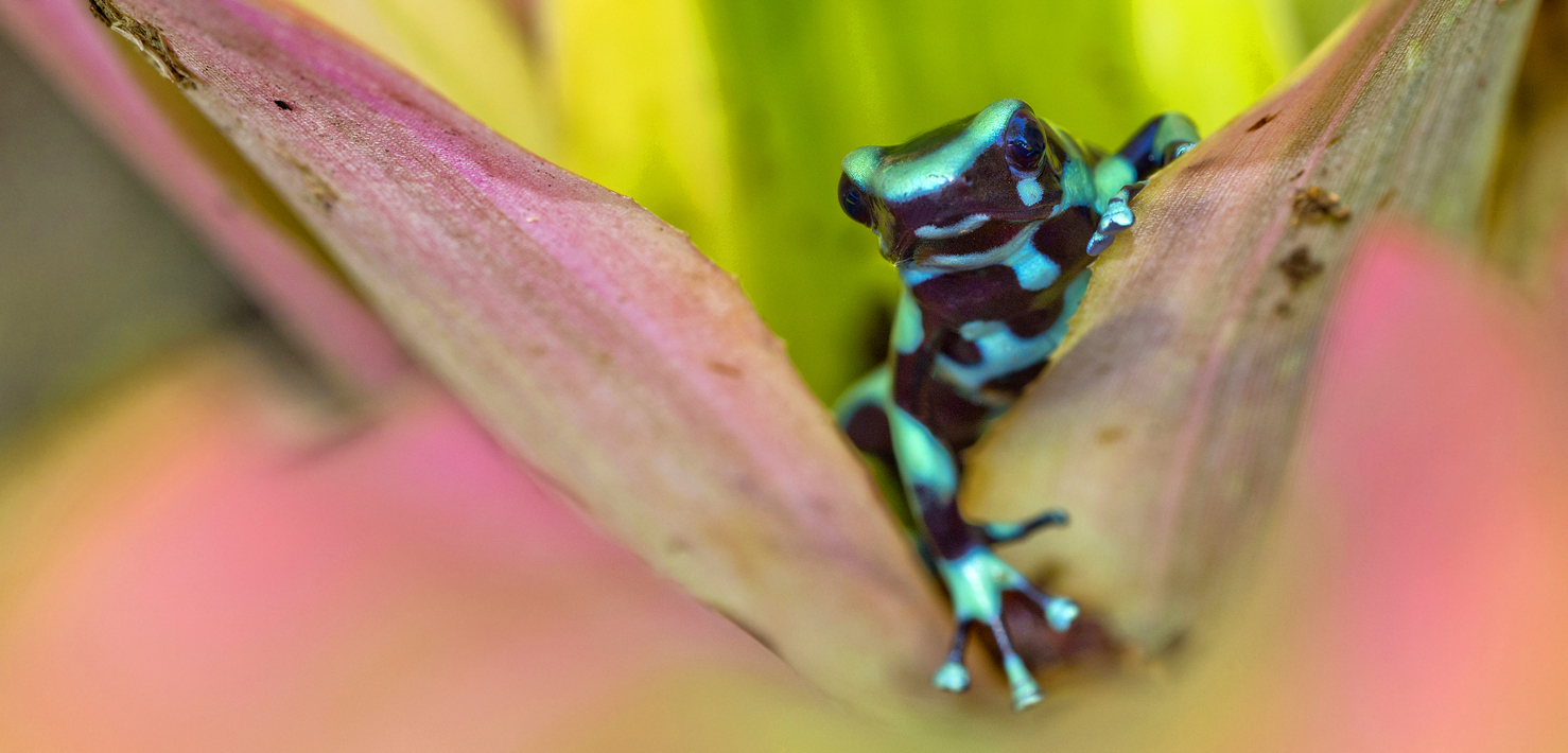 poison-dart frog