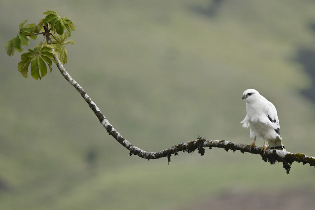 white hawk