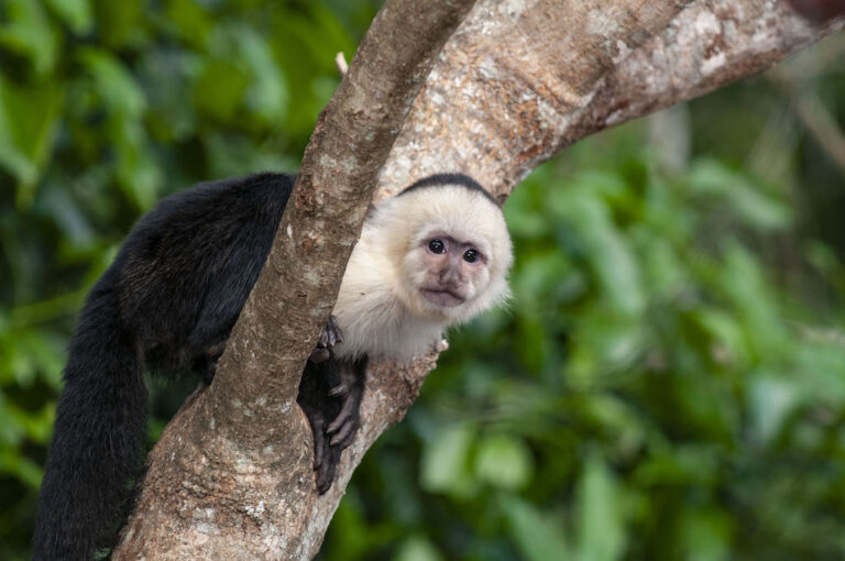 White faced capuccin Monkey Juv