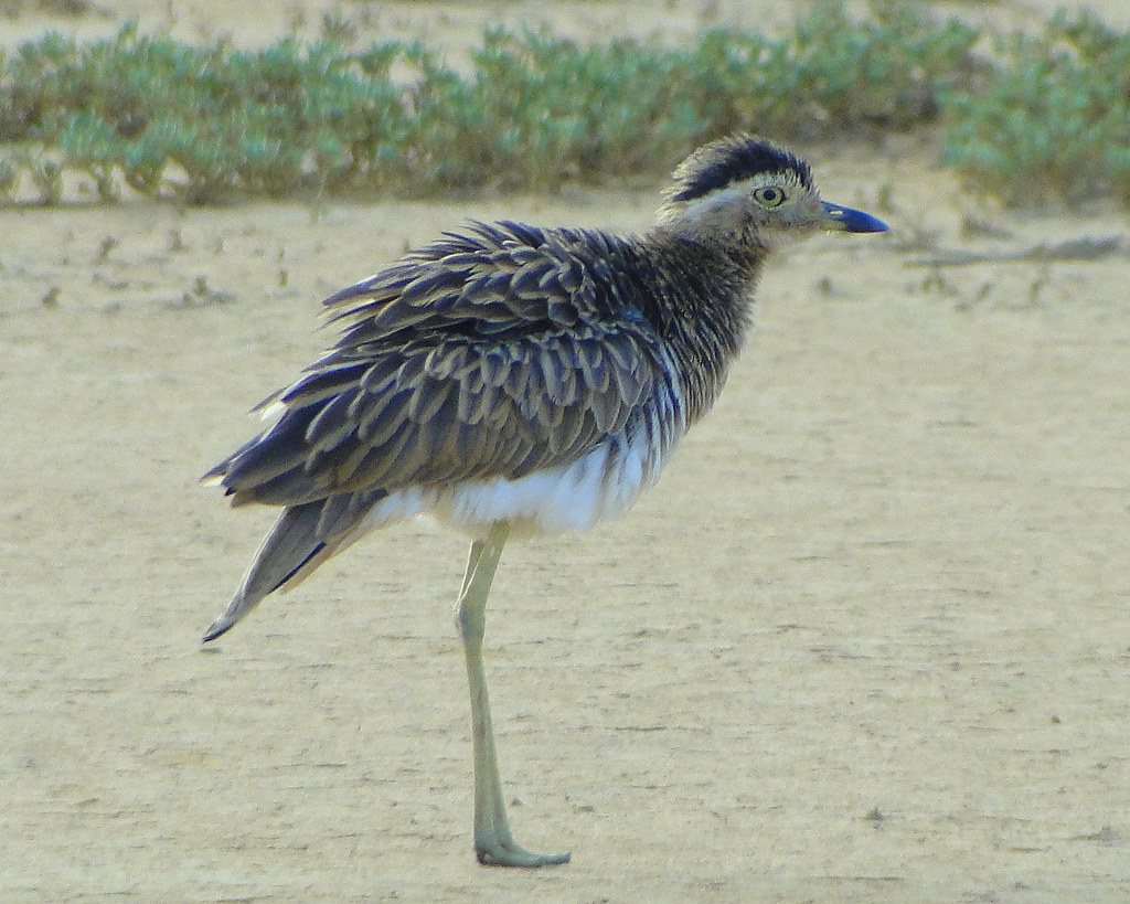 double-striped thick-knee