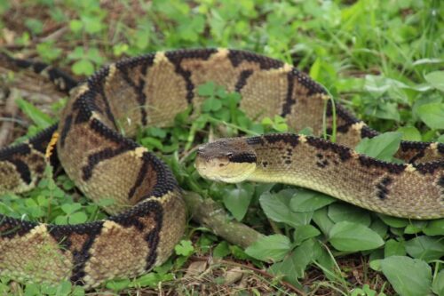 venomous snakes