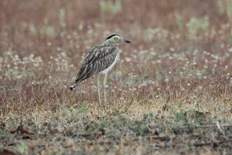 double-striped thick-knee