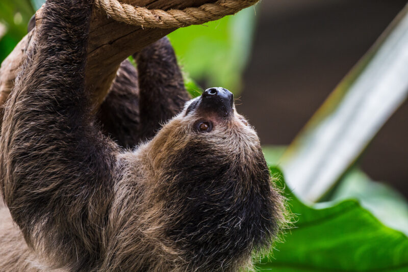 toed sloth
