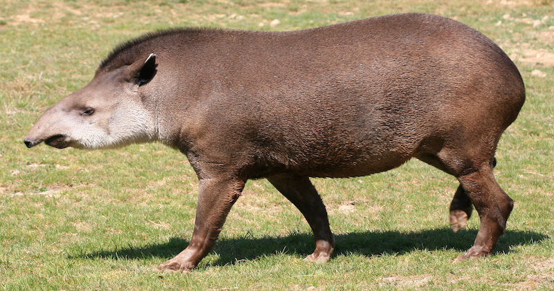 Tapir Tapirus 