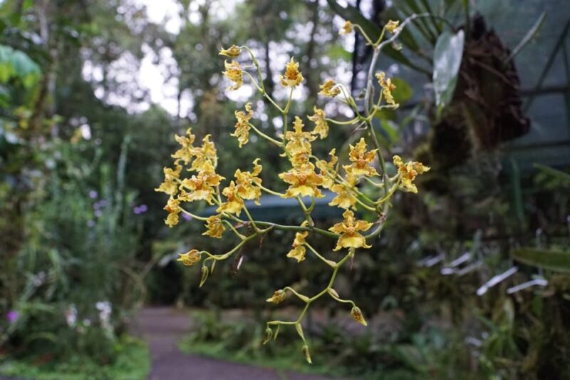 Plantas in Costa Rica