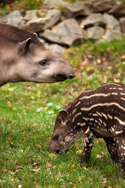 Tapir Tapirus 