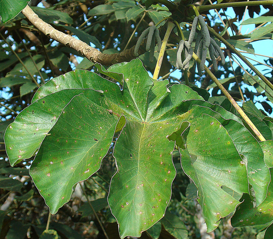 Cecropia trees